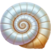 White sea shell sticker