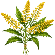 big bouquet Goldenrod, luxuriant, stem, leaf, bright sticker
