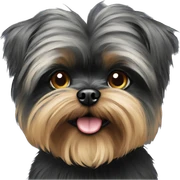 Affenpinscher
 sticker