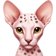 Sphynx rose with spots sticker