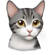 Cute american wirehair cat sticker