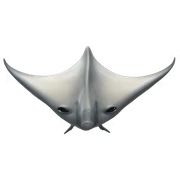 mantaray sticker