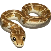 Python  sticker