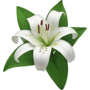 Lily sticker