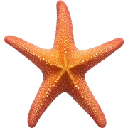 Sea star sticker