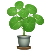 Chinese Money plant sticker