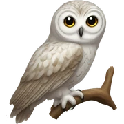 Transparent owl sticker