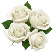 White roses sticker