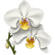 Orchid sticker