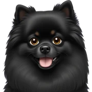 Black Pomeranian sticker
