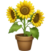 sunflowers sticker