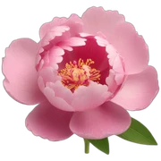 Pivoine sticker