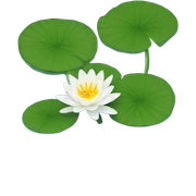 Water lily  sticker