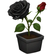 Black rose sticker