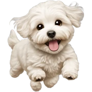 Flying maltipoo sticker