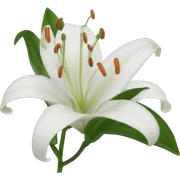 Lily sticker