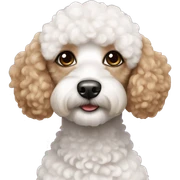 white toy poodle sticker