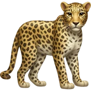 Leopard  sticker