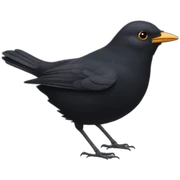 blackbird sticker