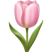 light pink tulip bouquet with light pink bow sticker