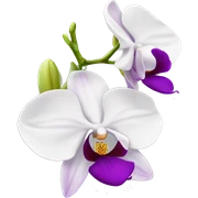 orchid sticker