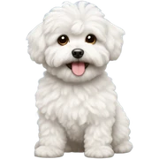 White curly maltipoo sticker