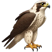 Falcon sticker