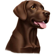 chocolate labrador  sticker