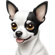 black and white chihuahua sticker