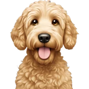 Goldendoodle  sticker