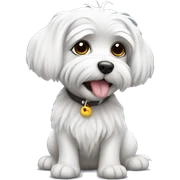 Maltese plays sticker