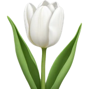 white tulips  sticker