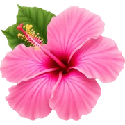 Pink hibiscus  sticker