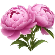 peonies flowers sticker