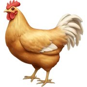 Chicken  sticker