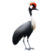 Black crowned crane sticker
