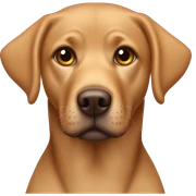 labrador-head- ginger brown eyes sticker