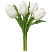 white tulips sticker