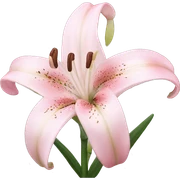 light pink lilium sticker