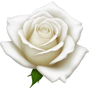 a white rose  sticker