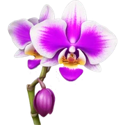 orchid flower sticker