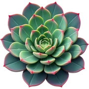 succulent sticker