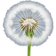 Fluffy white dandelion sticker