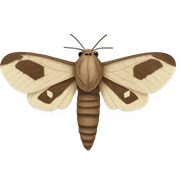Moth sticker
