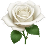 White rose sticker