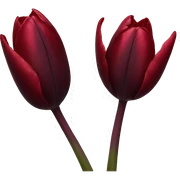 Dark red tulip sticker