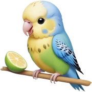 cute budgie eating cute blinchiki sticker