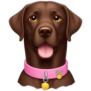 Labrador chocolate con collar rosa sticker
