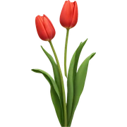 Tulips  sticker