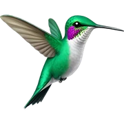 Humming bird sticker